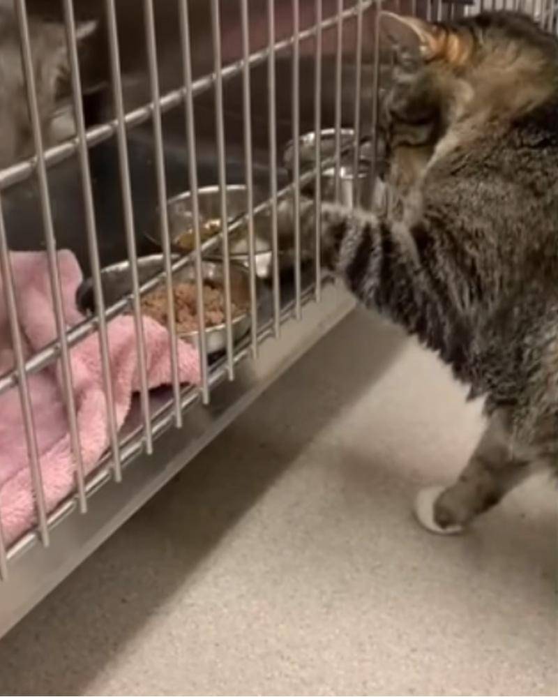 YouTube.com/Neko Watch